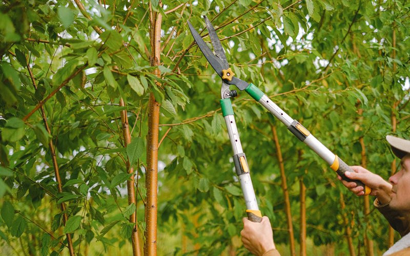 Tree trimming in Huntersville, NC